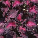 50+ Coleus Black Dragon Flower Seeds / Annual