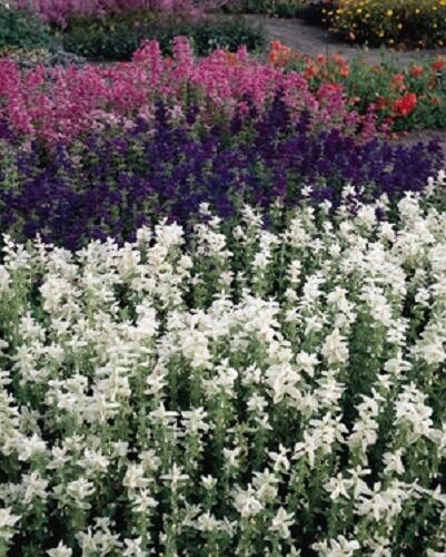 40+ Salviia Marble Arch Mix Flower Seeds / Perennial