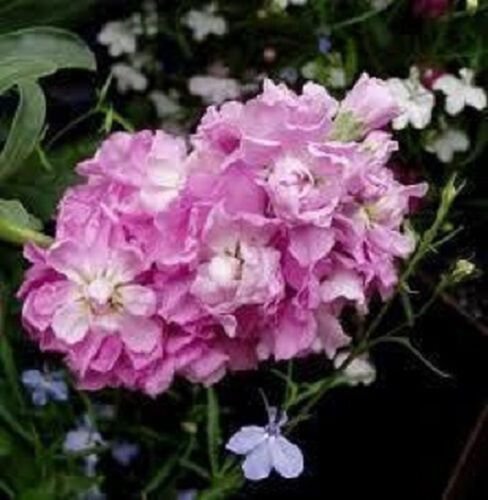 50+ Cinderella Pink Evening or Night Scented Stock Matthiola / Annual Flower Seed
