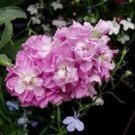 50+ Cinderella Pink Evening or Night Scented Stock Matthiola / Annual Flower Seed