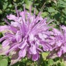 50+ Lilac Monarda Bee Balm / Deer Resistant Lemon Scent / Perennial Flower Seeds