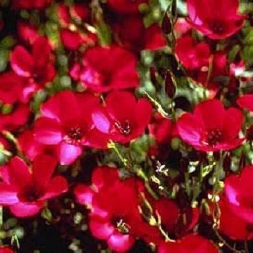 30+ Scarlet Red Phlox / Fragrant Re-Seeding Annual Flower Seeds