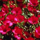 30+ Scarlet Red Phlox / Fragrant Re-Seeding Annual Flower Seeds