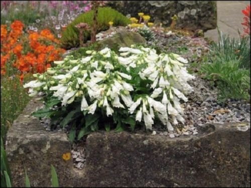 25+ Snow Bells Penstemon Hirsutus / Hardy / Perennial Flower Seeds