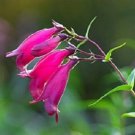 30+ Mexicali Sunburst Penstemon / Perennial Flower Seeds