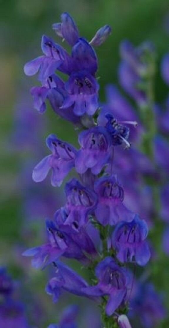 50+ Violet Blue Penstemon Strictus / Perennial Flower Seeds
