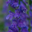 50+ Violet Blue Penstemon Strictus / Perennial Flower Seeds