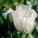 35+ Papaver Pepperbox / Perennial Flower Seeds