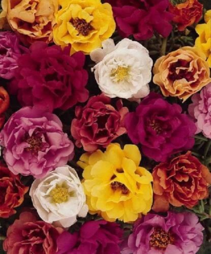 50+ Moss Rose Tequila Mix Portulaca Seeds / Succulant Ground cover / Annual