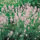 30+ Pink Lavender Flower Seeds / Perennial / Fragrant