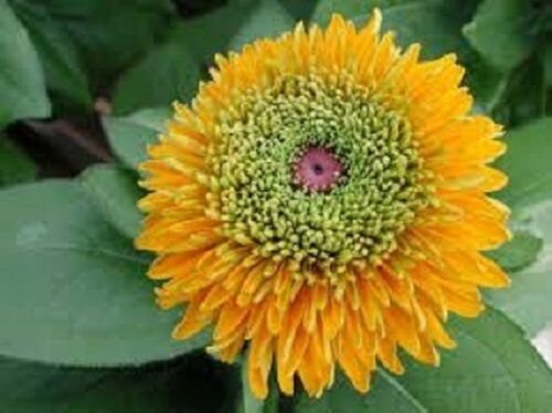 30+ Rudbeckia Maya / Flower Seeds