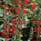 40+ Lady in Red Hummingbird Salvia / Perennial Flower Seeds