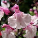 40+ Pink Frills Salvia Deer and Drought- Tolerant / Perennial Flower Seeds
