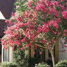 35+ Crape Myrtle Dark Pink Seeds / Perennial Tree