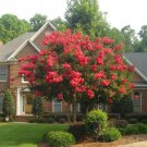 35+ Crape Myrtle Red Seeds / Perennial Tree