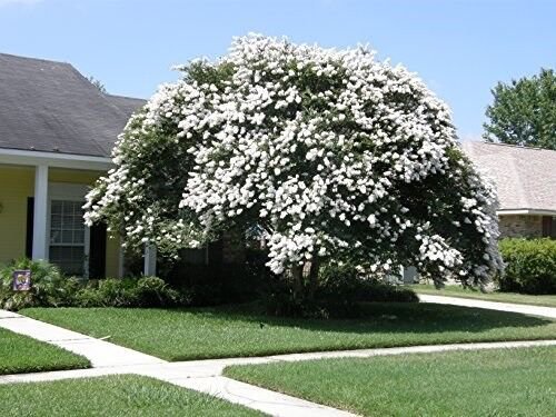 35+ Crape Myrtle White Seeds / Perennial Tree