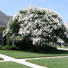 35+ Crape Myrtle White Seeds / Perennial Tree
