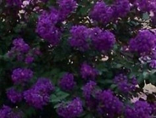 35+ Crape Myrtle Purple Seeds / Perennial Tree
