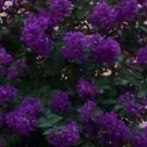 35+ Crape Myrtle Purple Seeds / Perennial Tree