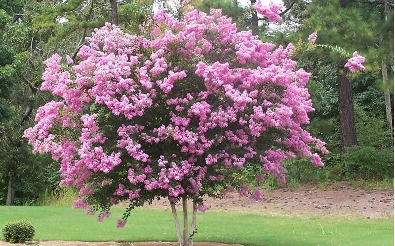 35+ Crape Myrtle Light Pink Seeds / Perennial Tree
