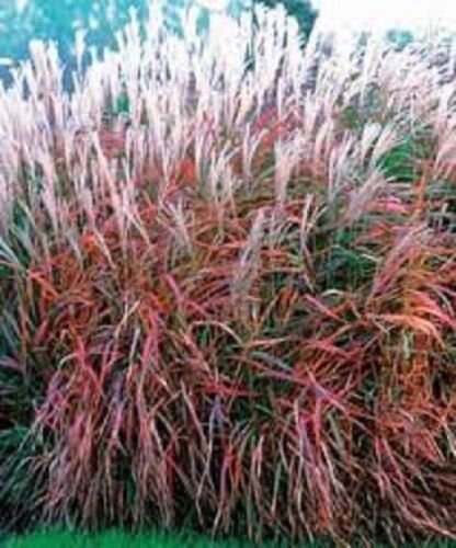 30+ MIscanthus Flame Grass Ornamental Grass / Perennial Flower Seeds
