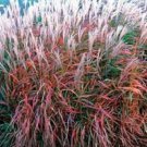 30+ MIscanthus Flame Grass Ornamental Grass / Perennial Flower Seeds
