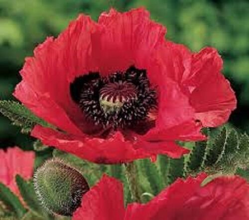 25+ Raspberry Brulee Papaver Flower Seeds / Orientale / Perennial