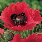 25+ Raspberry Brulee Papaver Flower Seeds / Orientale / Perennial