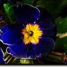 15+ Cobalt Primula Primrose / Perennial Flower Seeds