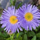 25+ Aster Alpinus Goliath Blue Flower Seeds / Perennial