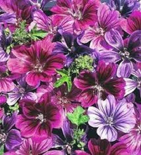 20+ Malva Mystic Merlin Mix Flower Seeds / Sylvestris / Perennial