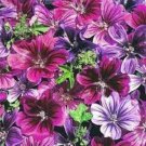 20+ Malva Mystic Merlin Mix Flower Seeds / Sylvestris / Perennial