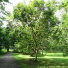15+ Betula Red Chinese Birch Flower Seeds / Perennial