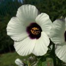 15+ Amethyst Hibiscus / Perennial Flower Seeds