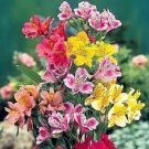 25+ Alstoremeria Dr. Salter's Mix Flower Seeds / Peruvian Lily / Perennial
