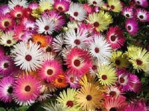 100+ Magic Carpet Mix Ice Plant Mesembryanthemum / Perennial Flower Seeds