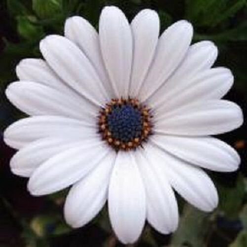 20+ White Osteospermum / Half-Hardy Perennial Flower Seeds