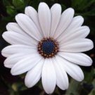 20+ White Osteospermum / Half-Hardy Perennial Flower Seeds