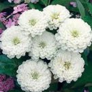 30+ Zinnia Oklahoma White / Flower Seeds