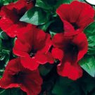 30+ Petunia Storm Red Flower Seeds Mix / Long Lasting Annual