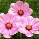 35+ Cosmos Sensation Pinkie Flower Seeds / Long Lasting Annual/ Drought Tolerant