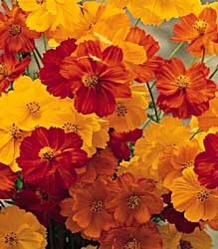 35+ Cosmos Bright Lights Flower Seeds Mix / Lasting Annual/ Drought Tolerant