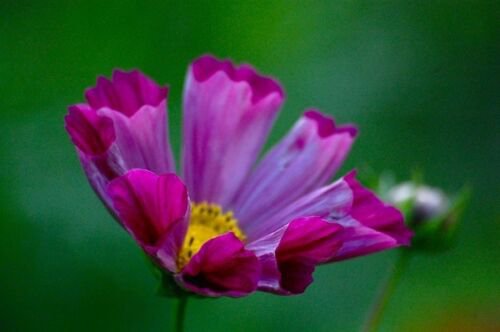 35+ Cosmos Fluted Pied Piper Flower Seeds / Long Lasting Annual/Drought Tolerant