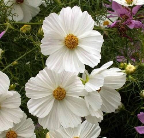 50+ Cosmos Purity White Flower Seeds / Long Lasting Annual /Drought Tolerant