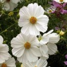 50+ Cosmos Purity White Flower Seeds / Long Lasting Annual /Drought Tolerant
