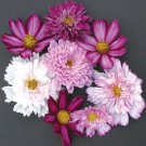 35+ Cosmos Double Click Flower Seeds Mix / Lasting Annual / Drought Tolerant
