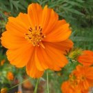 35+ Cosmos Cosmic Orange Flower Seeds /Long Lasting Annual /Drought Tolerant