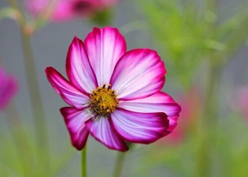 35+ Cosmos Pink Picotee Flower Seeds /Long Lasting Annual / Drought Tolerant