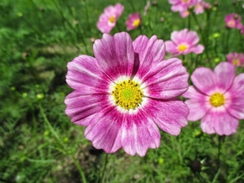 35+ Cosmos Happy Ring Flower Seeds / Long Lasting Annual / Drought Tolerant