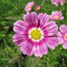 35+ Cosmos Happy Ring Flower Seeds / Long Lasting Annual / Drought Tolerant